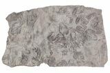 Ordovician Trilobite Mortality Plate (Pos/Neg) - Morocco #194103-2